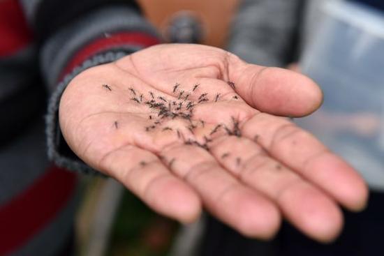 WOLBAKI X射線儀：能讓蚊子不孕不育 斷子絕孫